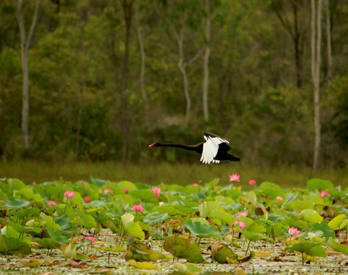 Wild Nature Lodge, Mareeba Wetlands Biboohra Exterior foto