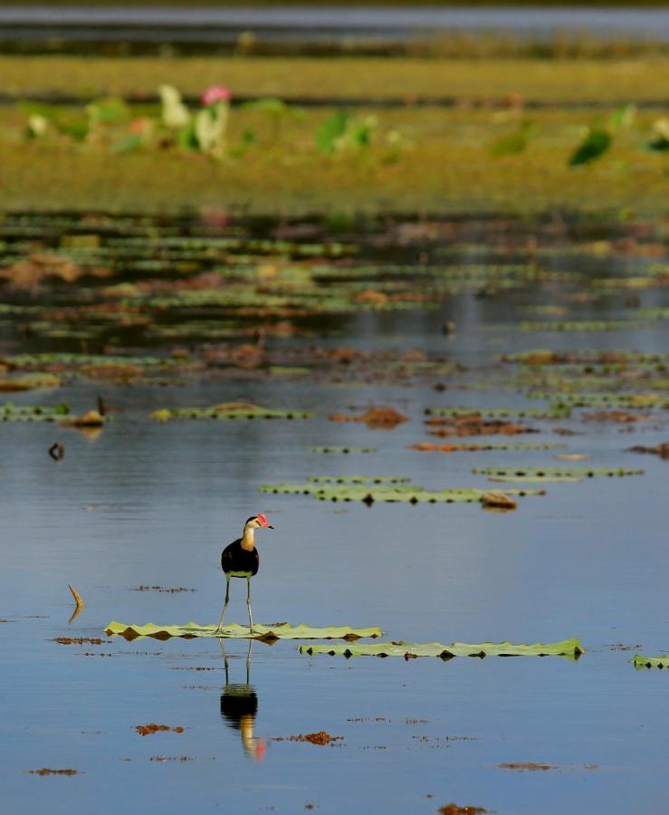 Wild Nature Lodge, Mareeba Wetlands Biboohra Exterior foto