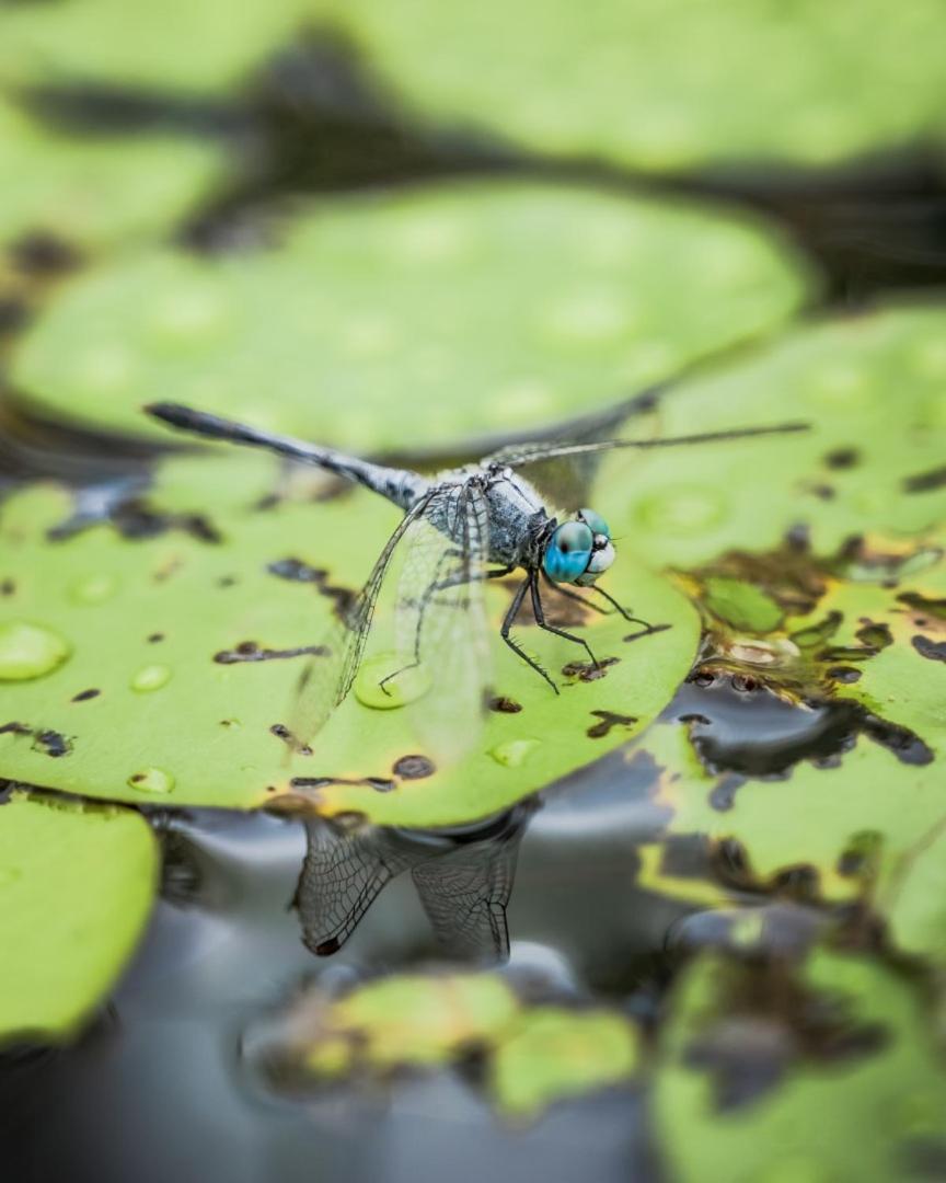 Wild Nature Lodge, Mareeba Wetlands Biboohra Exterior foto